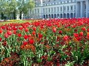 004  red tulips.JPG